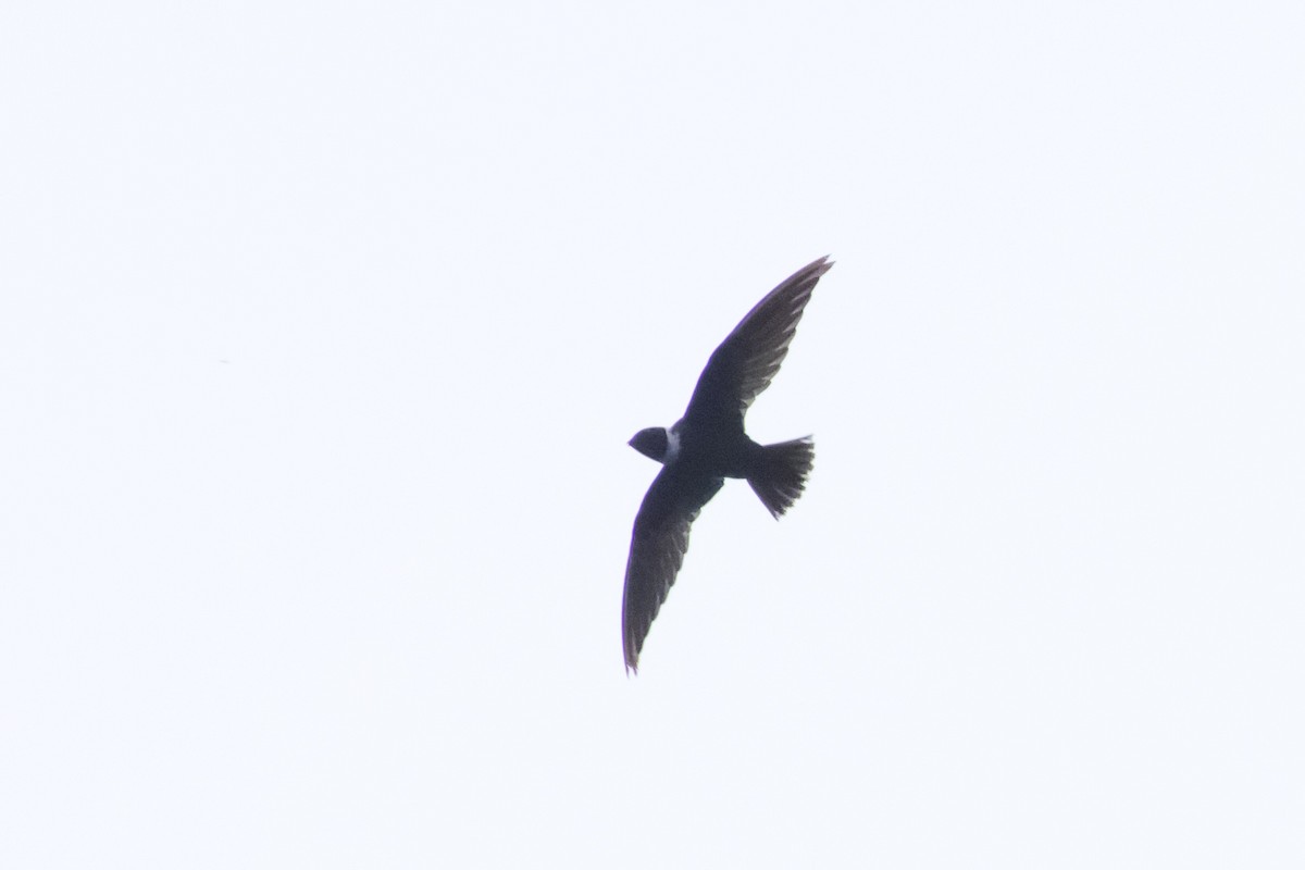 White-collared Swift - John van Dort