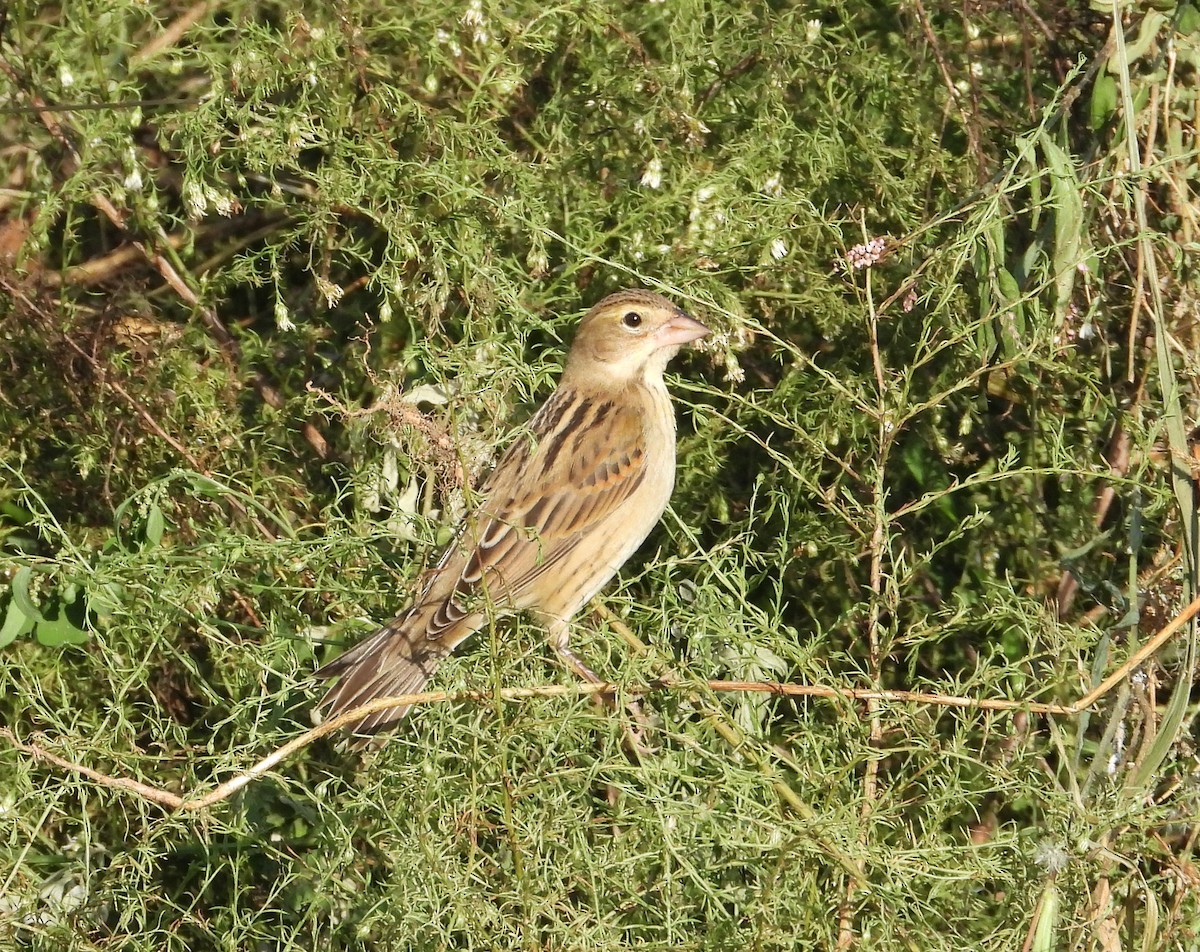 Dickcissel - ML609076656