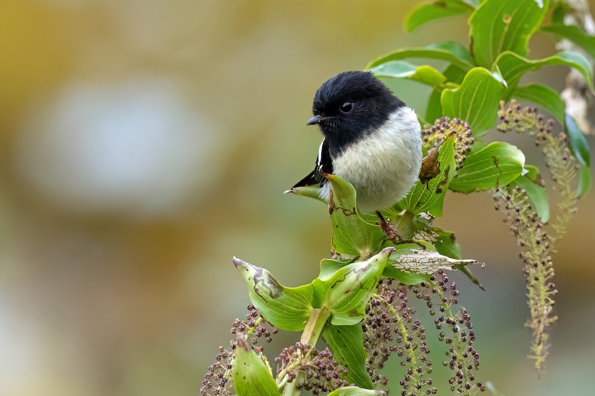 Tomtit - ML609076694