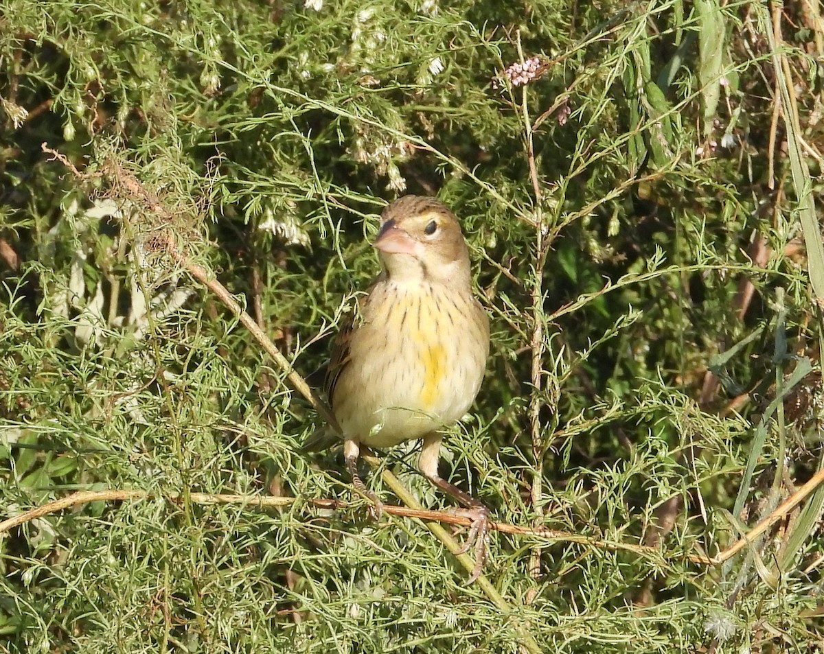 Dickcissel - ML609076723