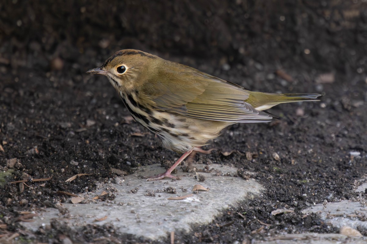 Ovenbird - Dominic Ricci