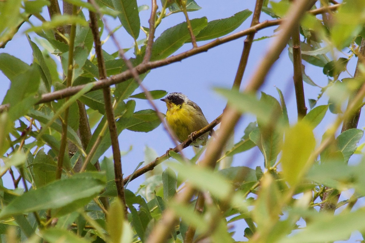 Common Yellowthroat - ML609076765