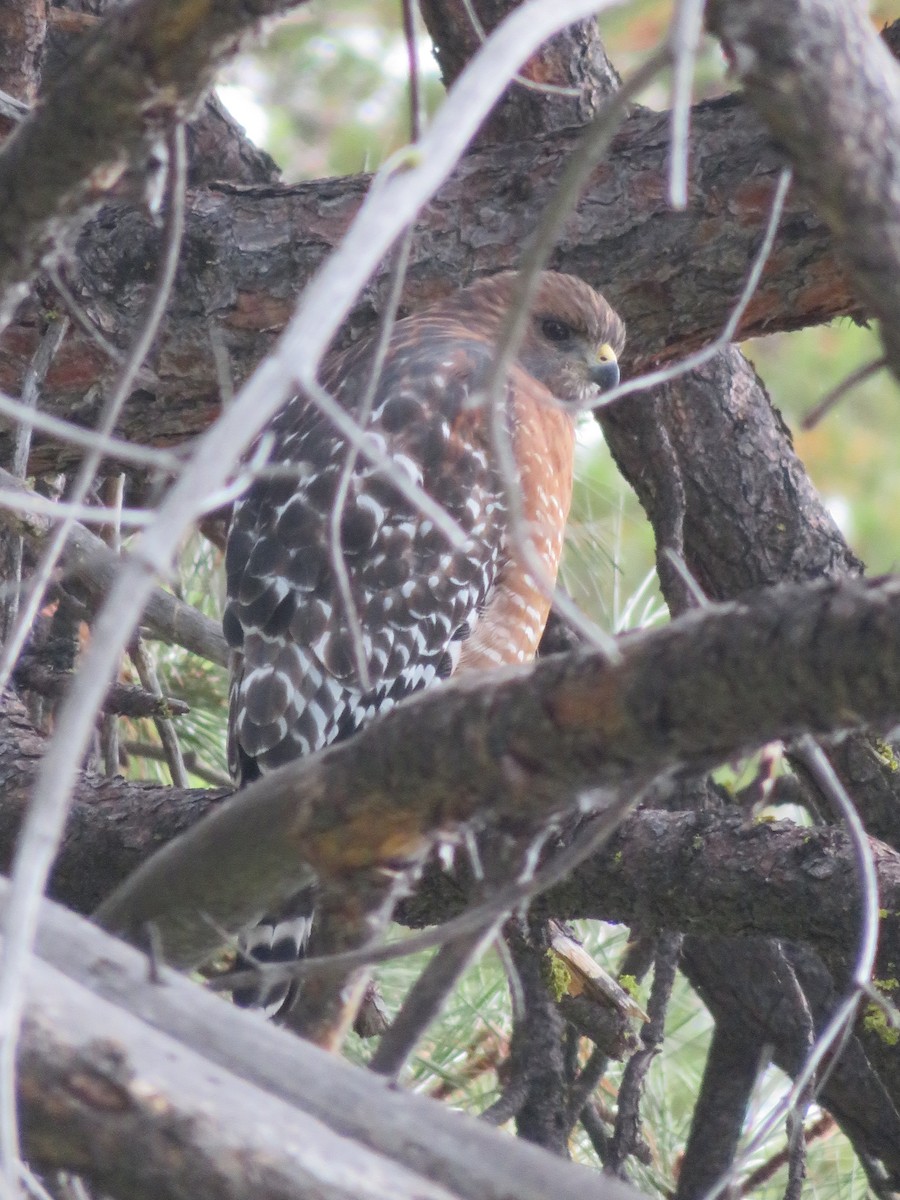 Red-shouldered Hawk - s k