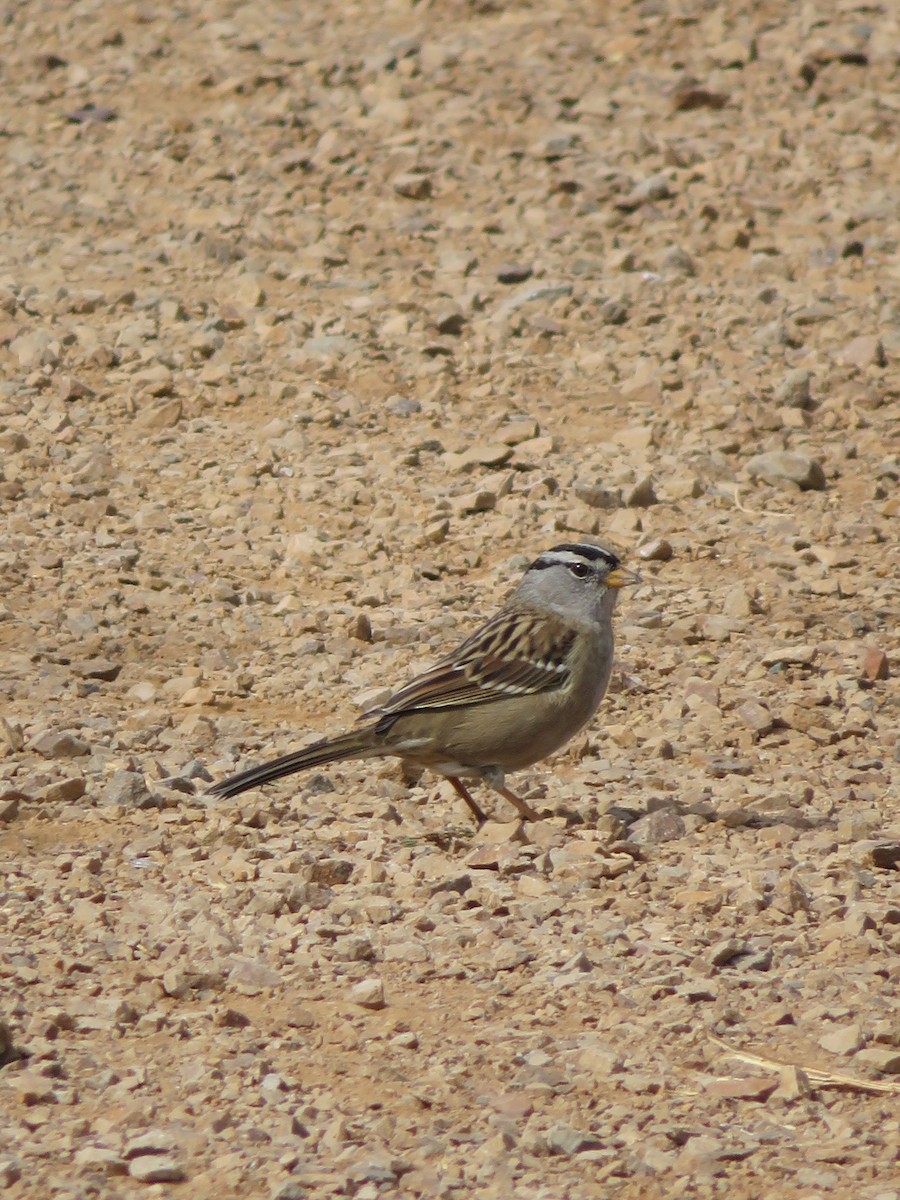 White-crowned Sparrow - s k