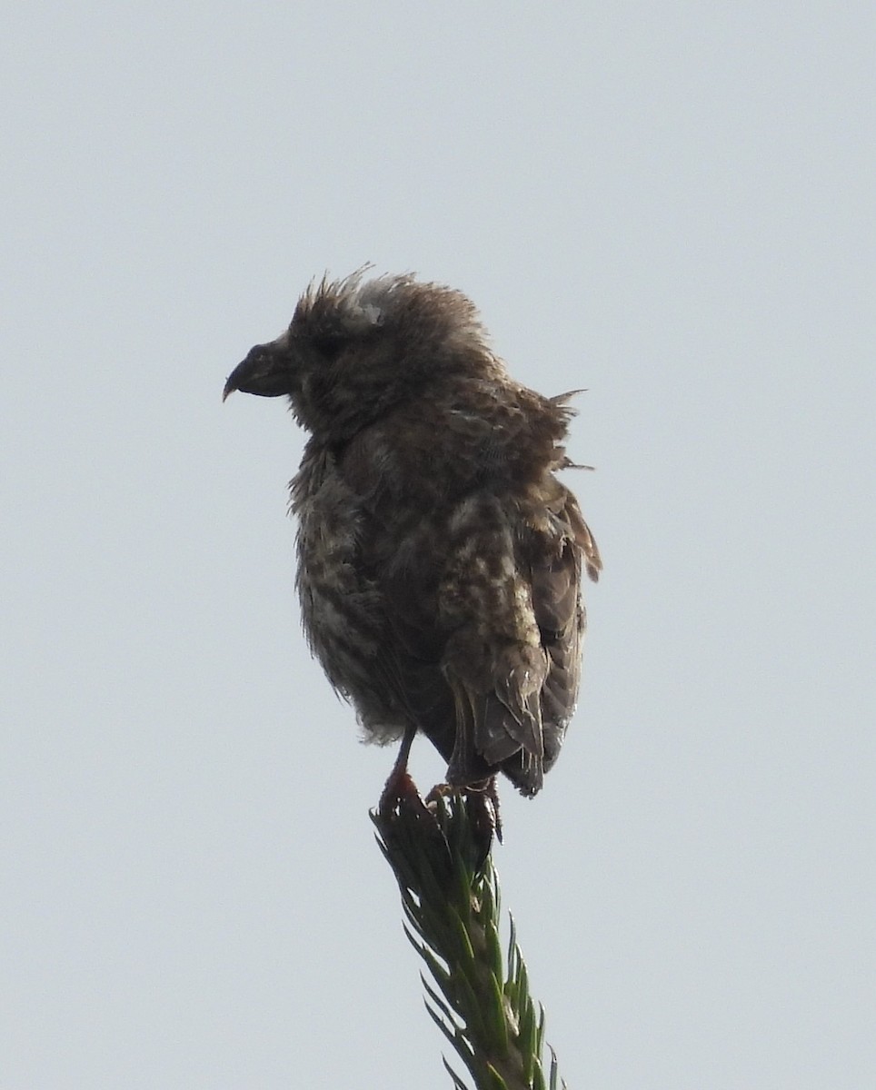 Red Crossbill - ML609076866