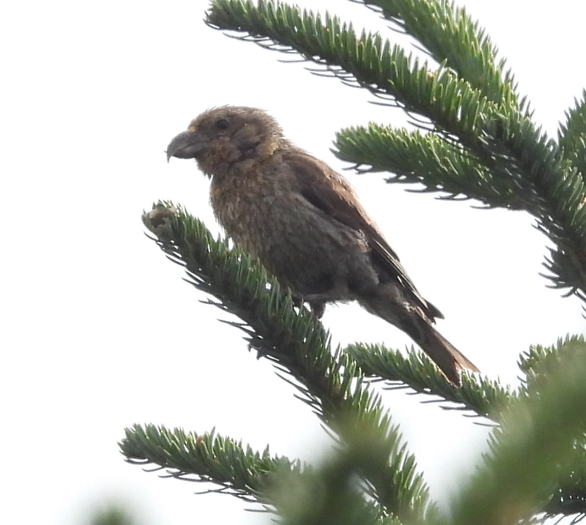 Red Crossbill - ML609076891