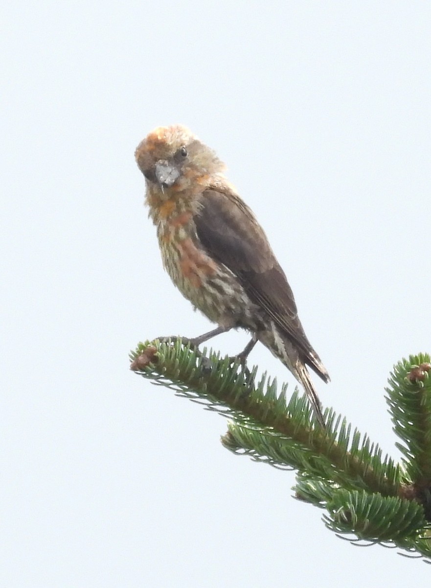 Red Crossbill - ML609076897