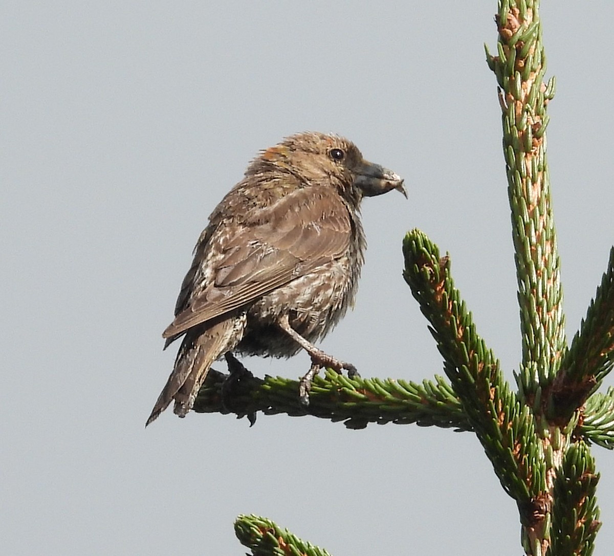 Red Crossbill - ML609076899