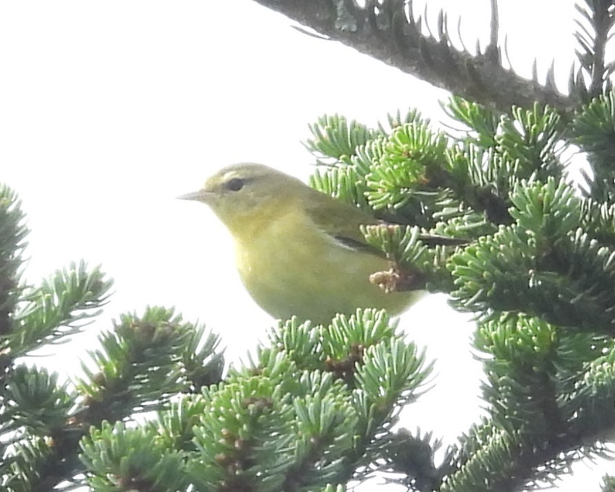 Tennessee Warbler - ML609076902