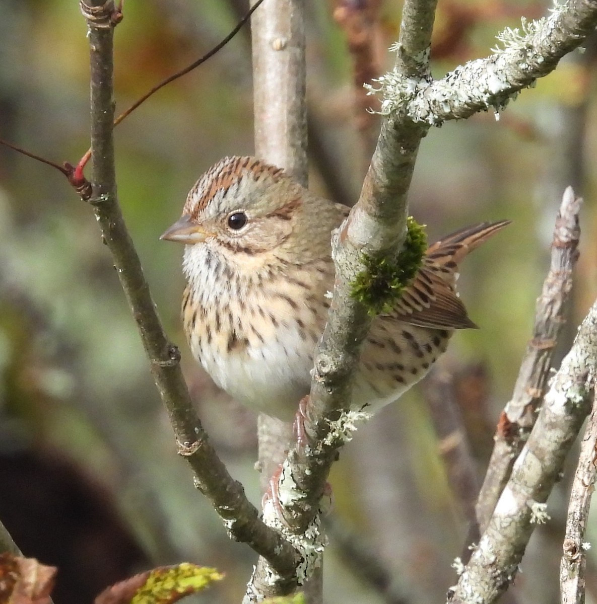 Lincoln's Sparrow - ML609076905