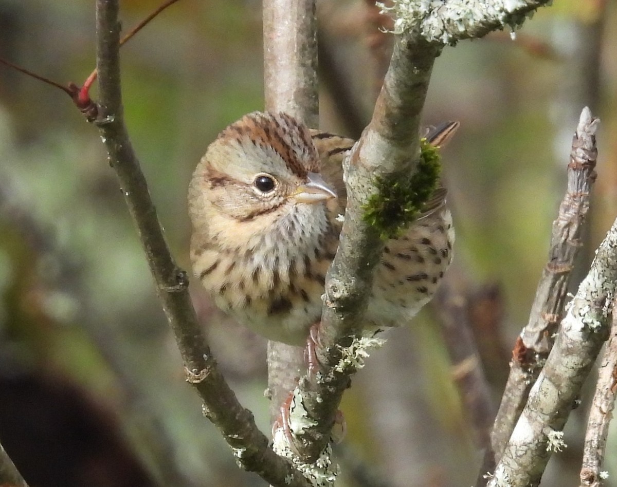 Lincoln's Sparrow - ML609076908