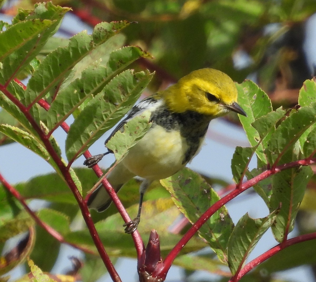 Black-throated Green Warbler - ML609076916