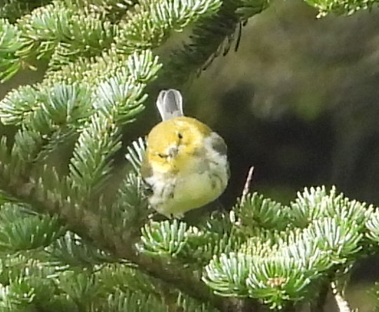 Black-throated Green Warbler - ML609076917