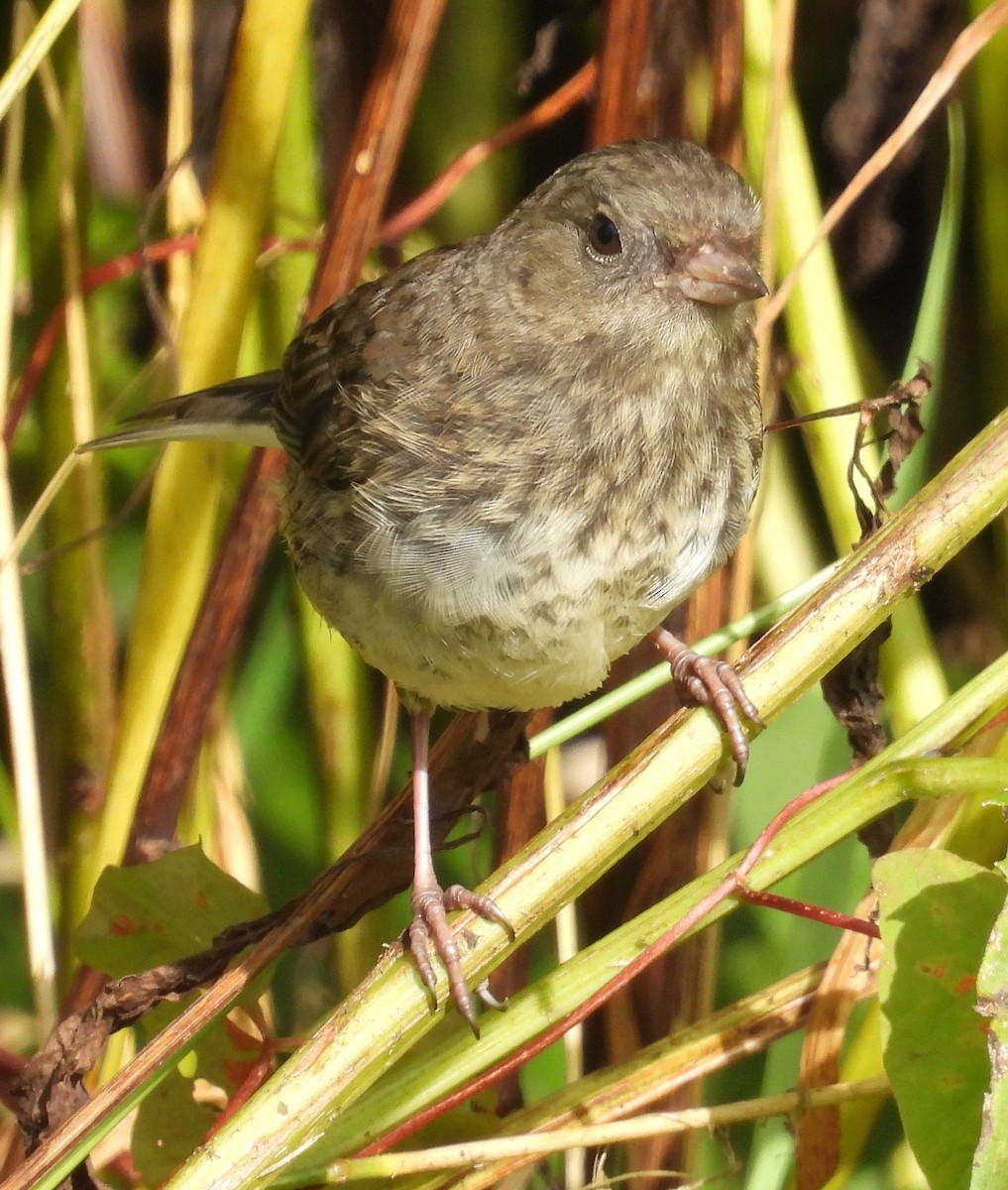 Dark-eyed Junco - ML609076920