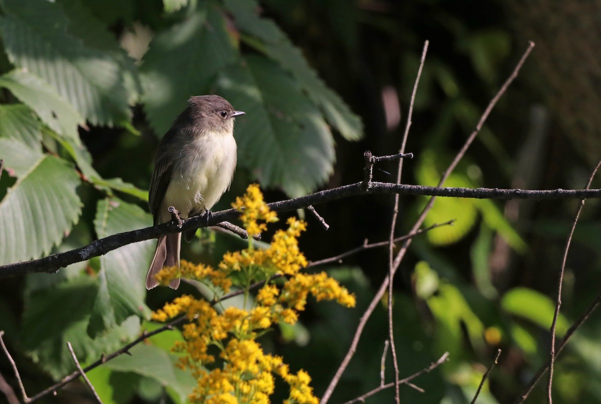 Eastern Phoebe - ML609077164