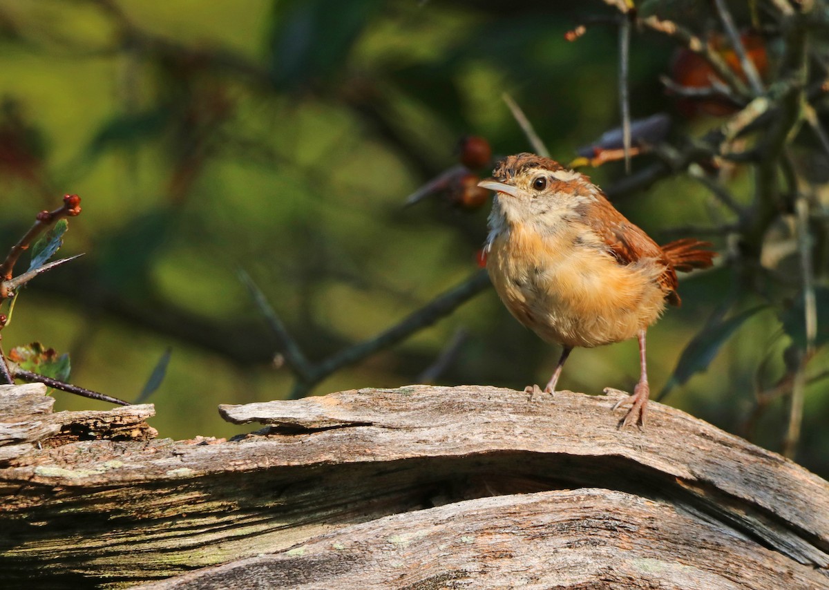 Carolina Wren - ML609077176