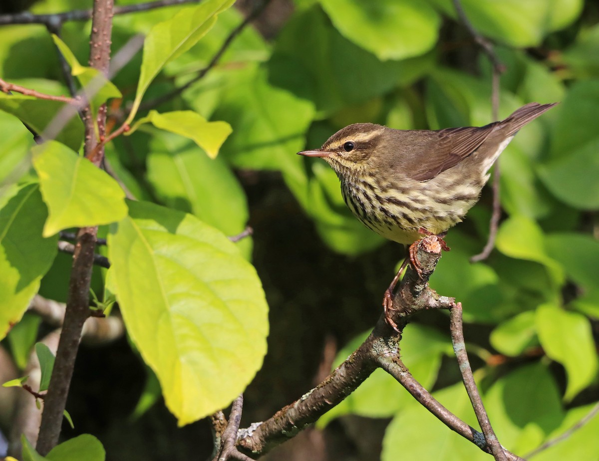 Northern Waterthrush - ML609077213