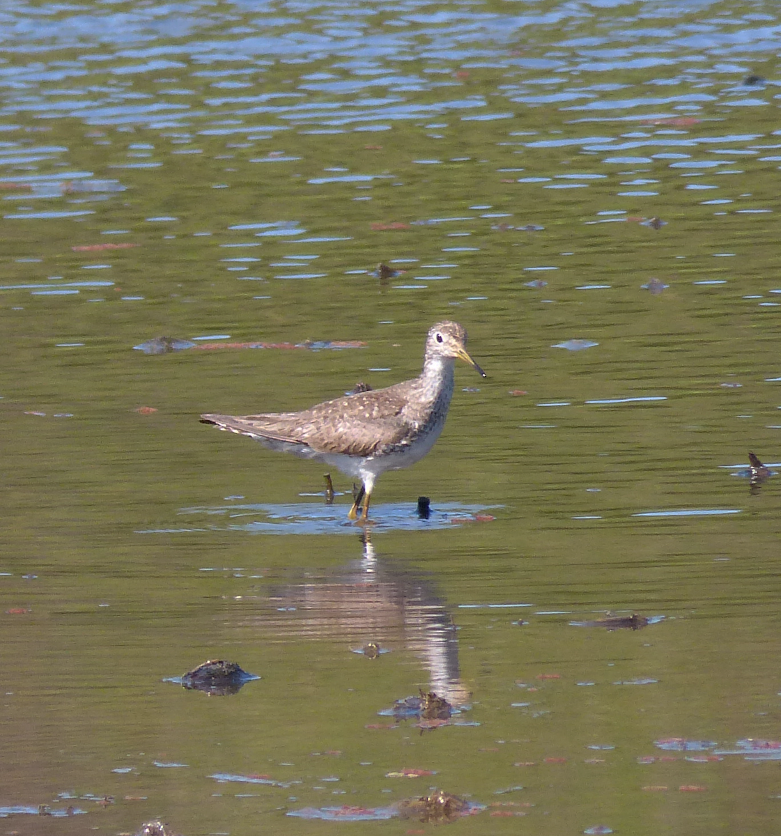 Solitary Sandpiper - ML609077391