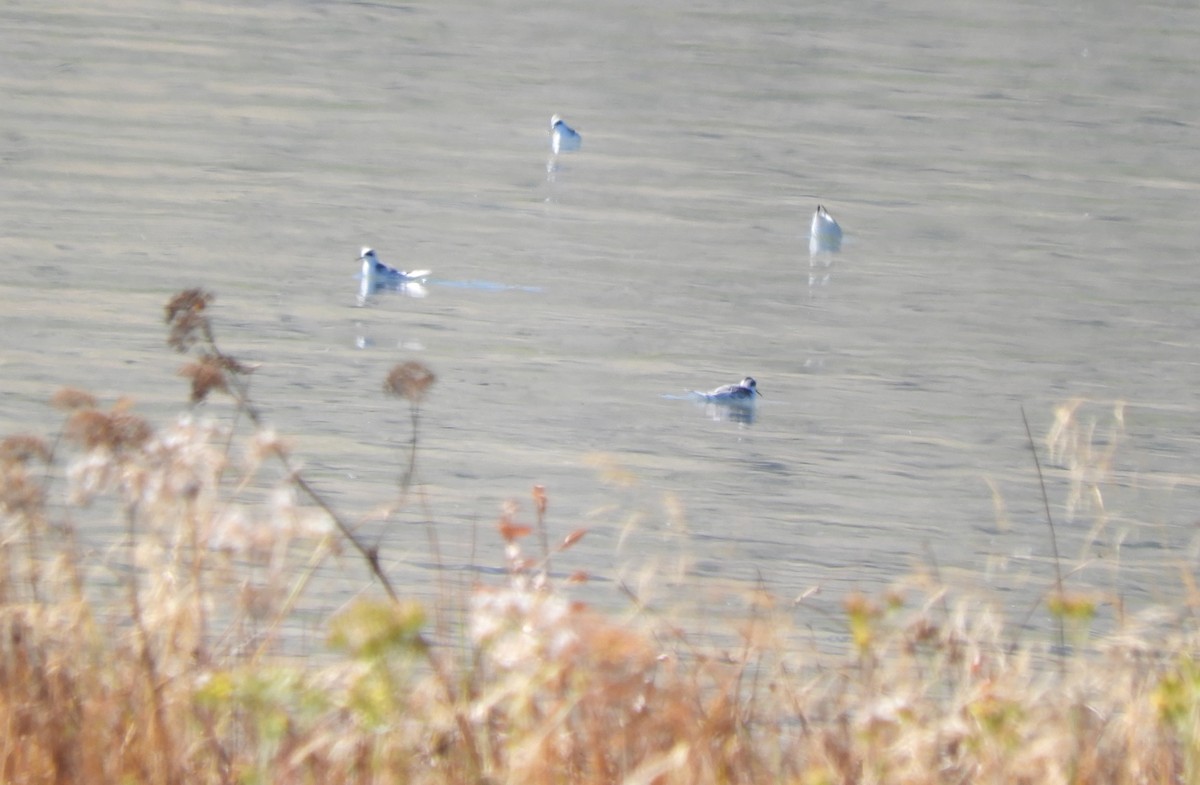 Phalarope à bec étroit - ML609077449