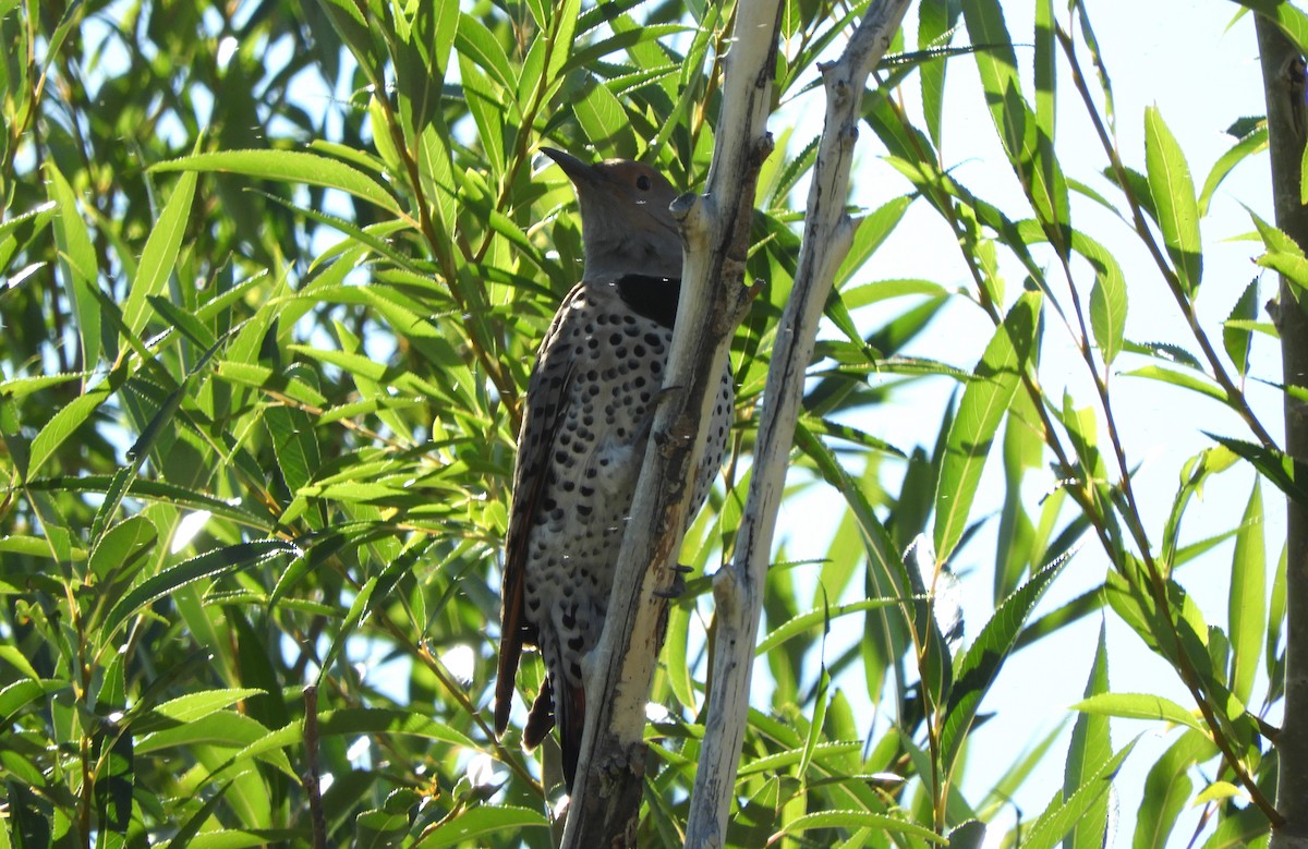 Northern Flicker (Red-shafted) - ML609077472