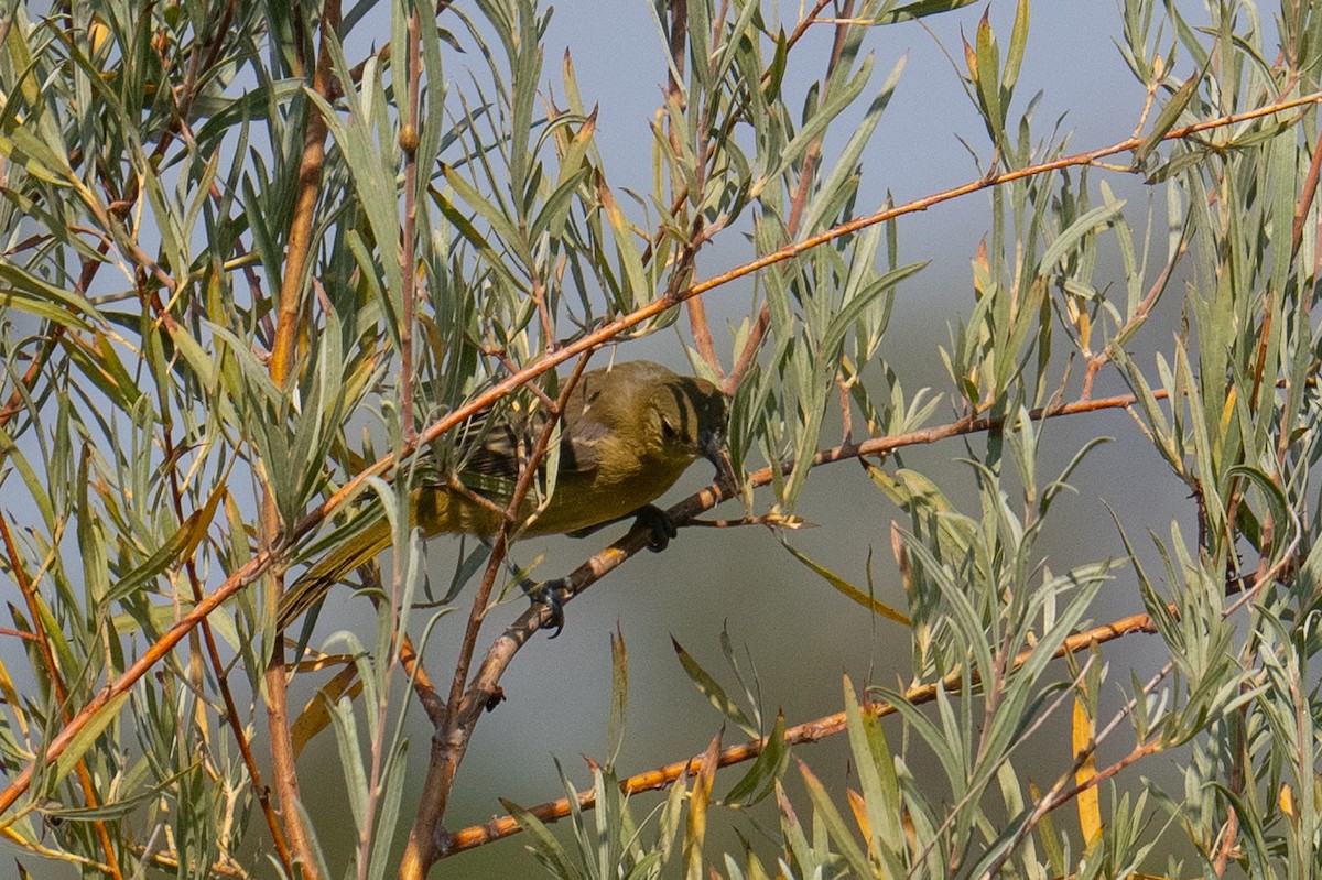 Hooded Oriole - ML609077754