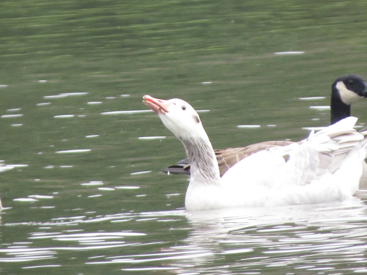 tanımsız kaz (Anser/Branta sp.) - ML609077778