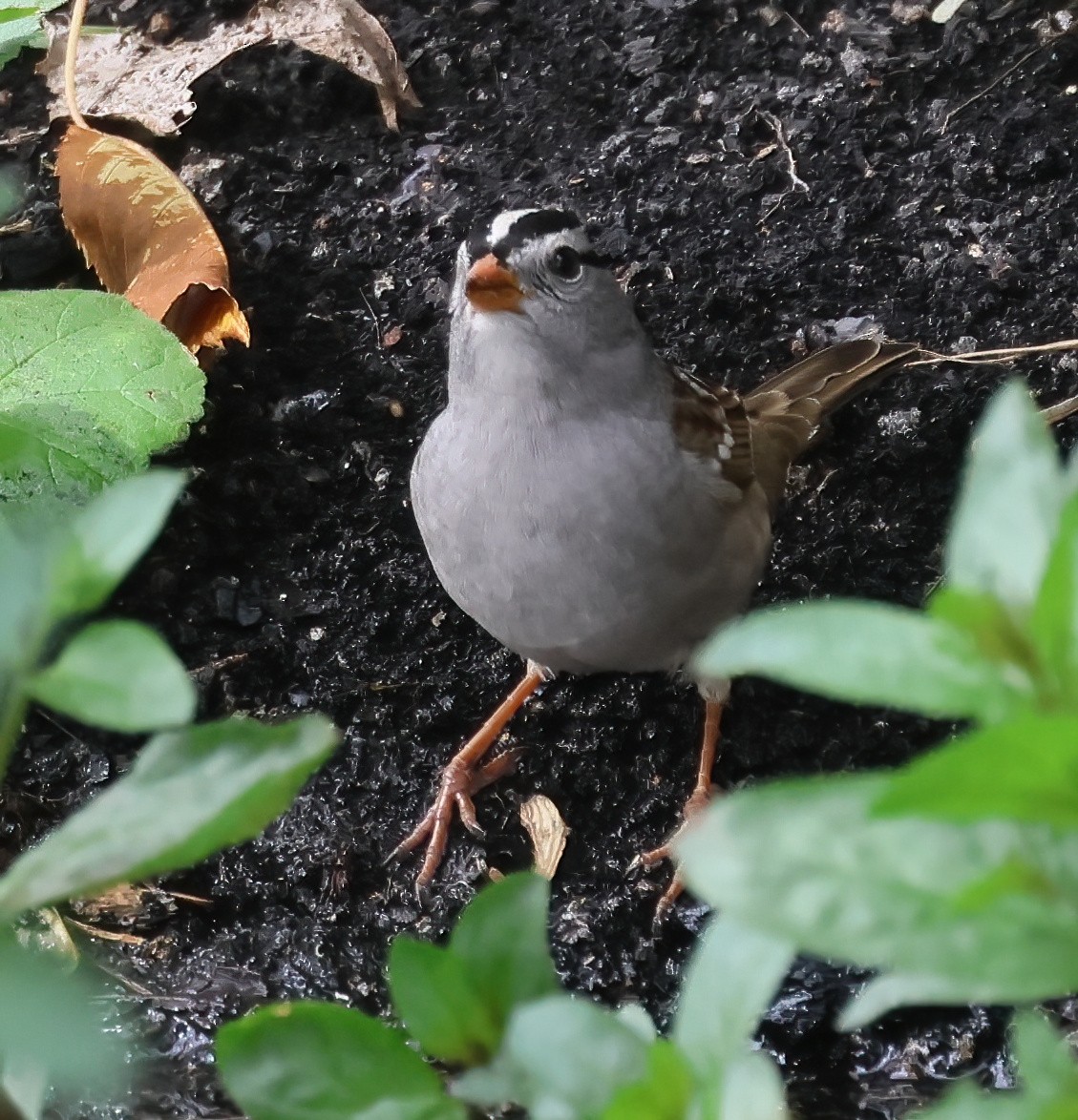 White-crowned Sparrow - Charlotte Byers