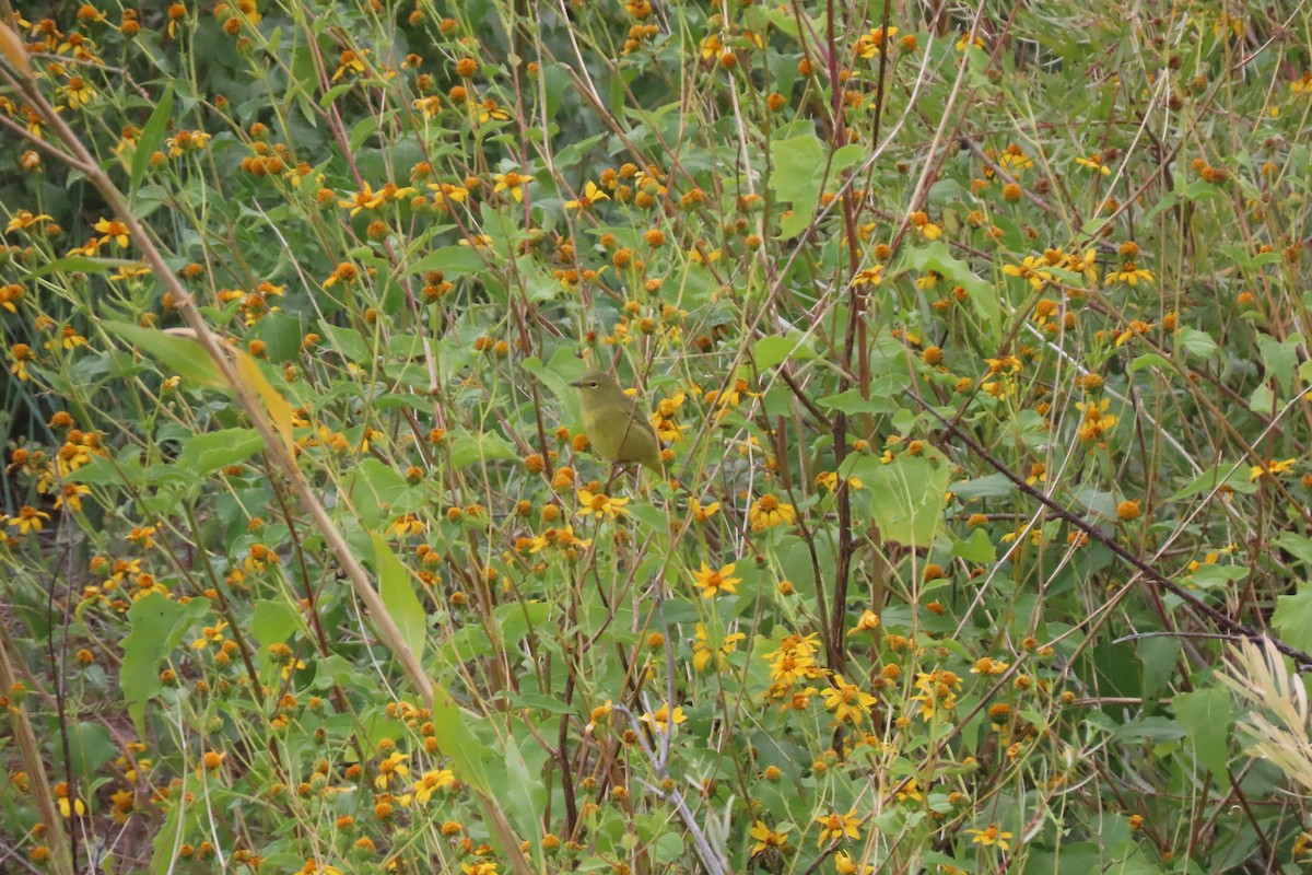 Orange-crowned Warbler - ML609077973