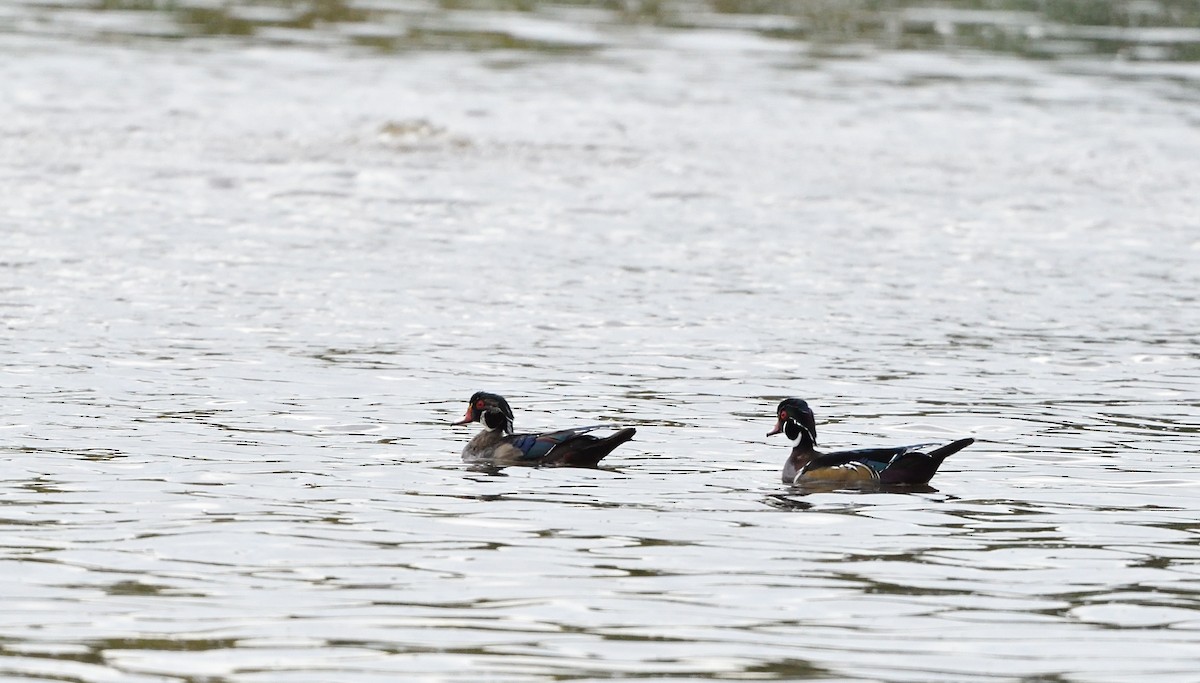 Wood Duck - ML609078104