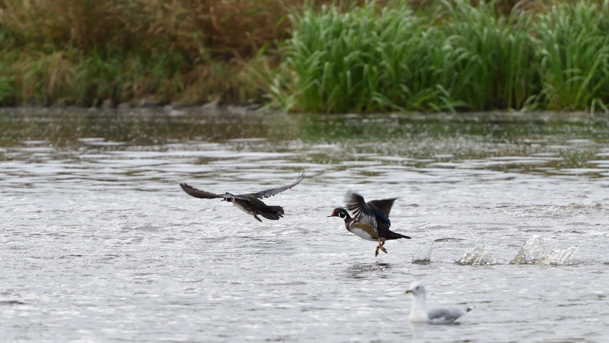 Wood Duck - ML609078105