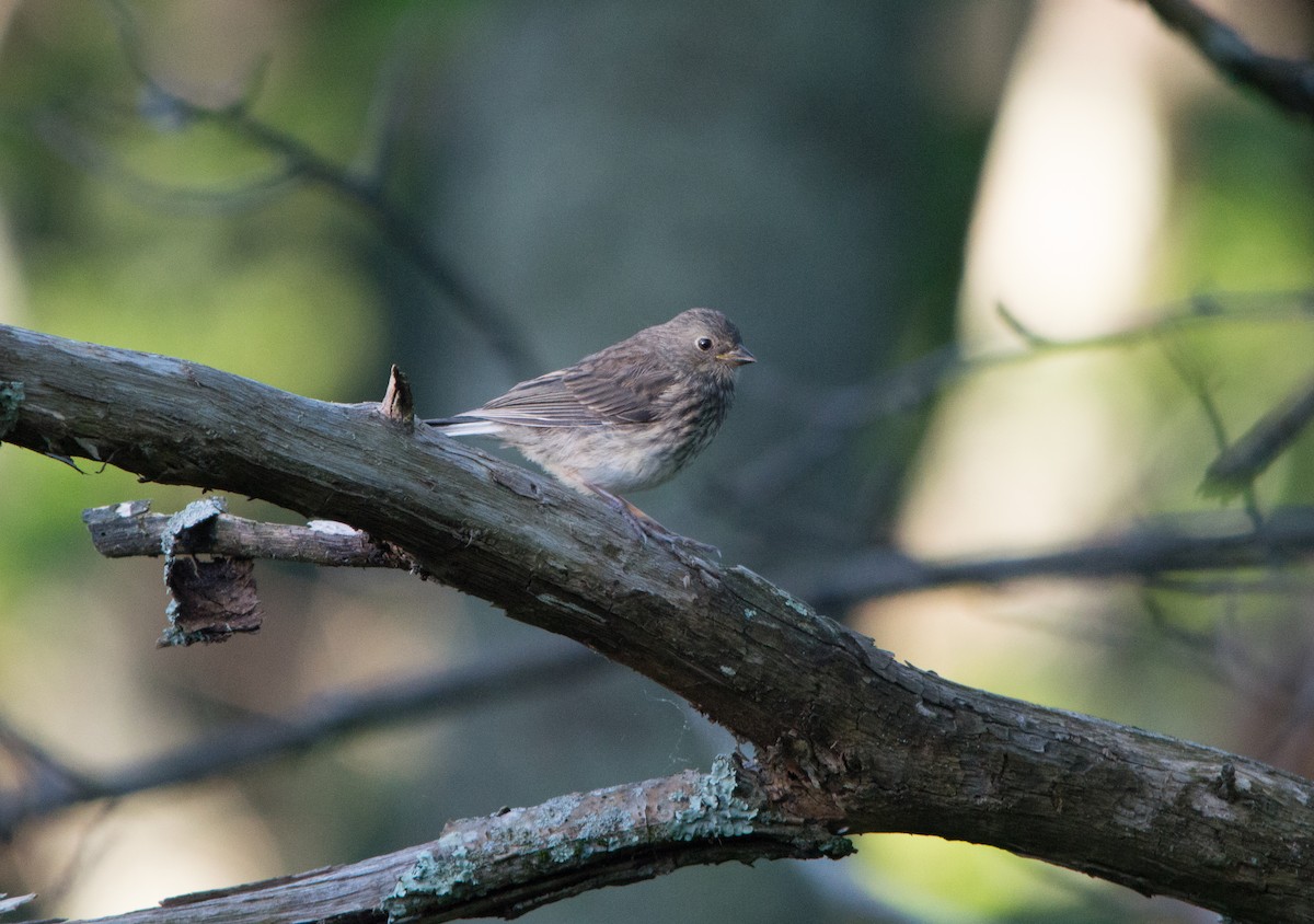 Junco ardoisé - ML60907811