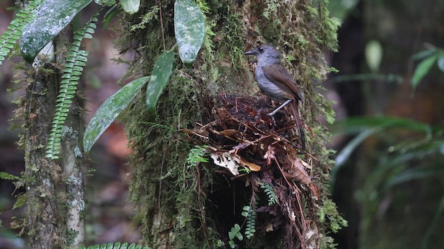 Bagobo Robin - ML609078126