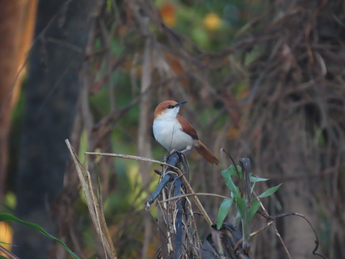 Red-and-white Spinetail - ML609078159