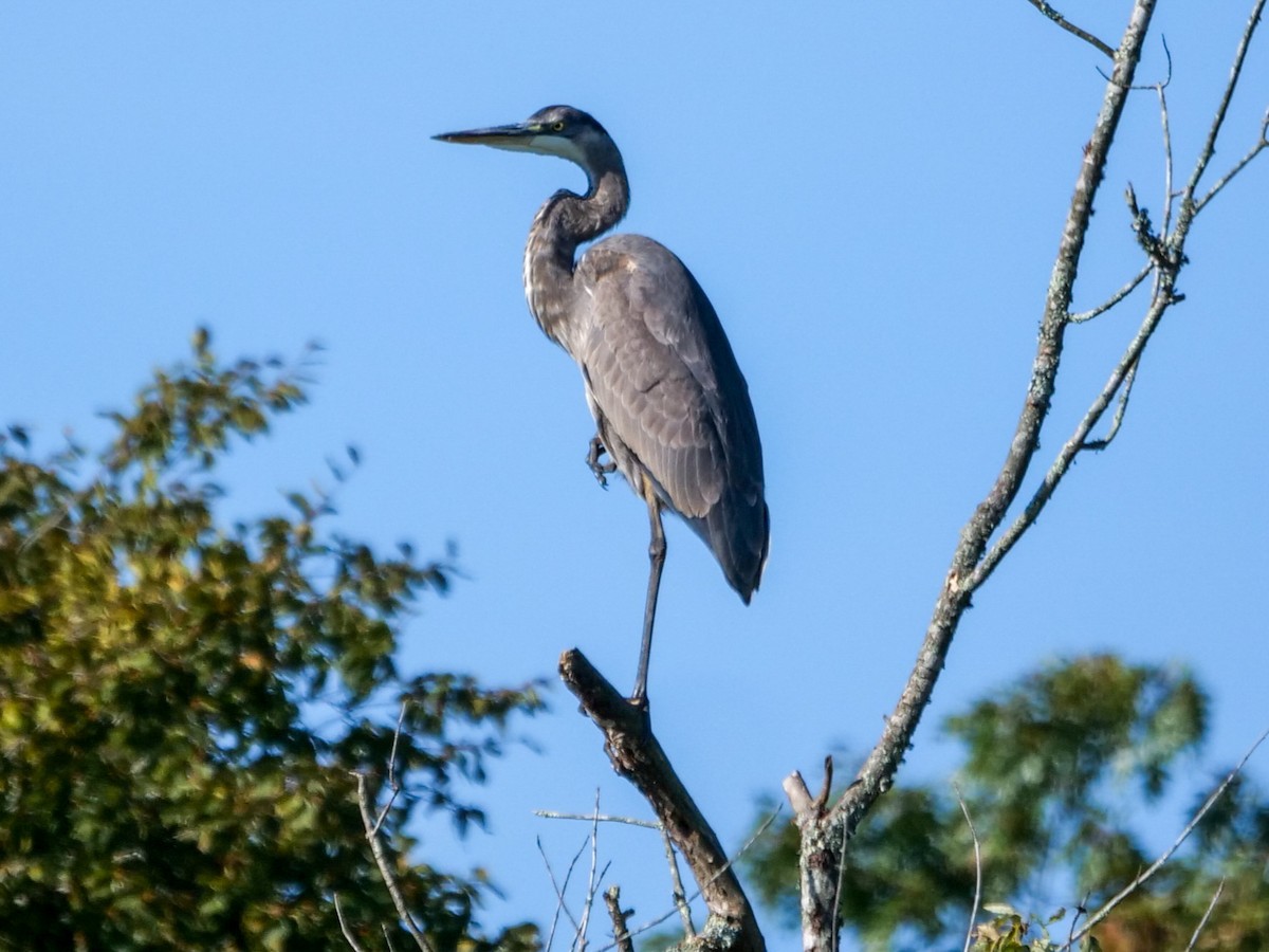 Great Blue Heron - ML609078166