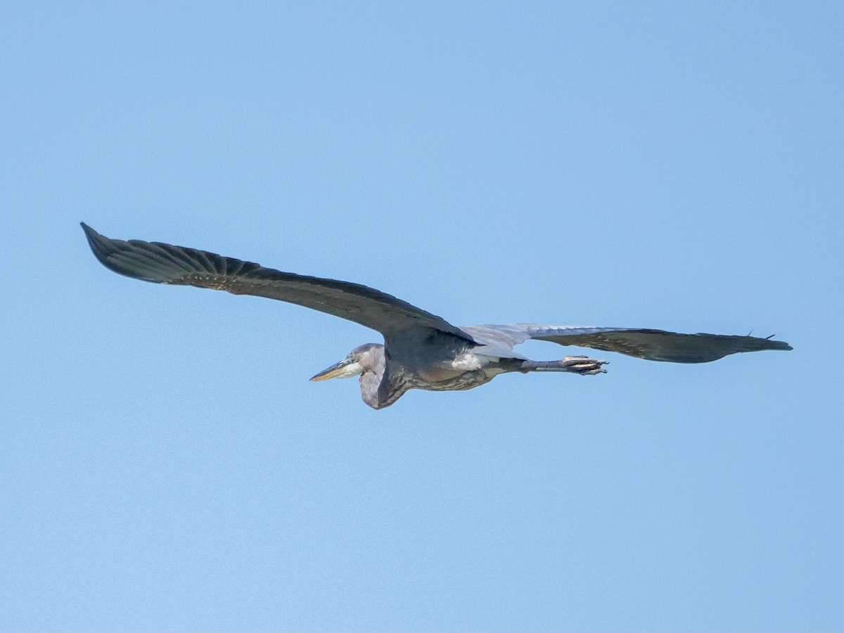 Great Blue Heron - ML609078167