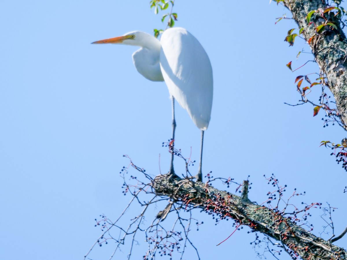 Great Egret - Roger Horn