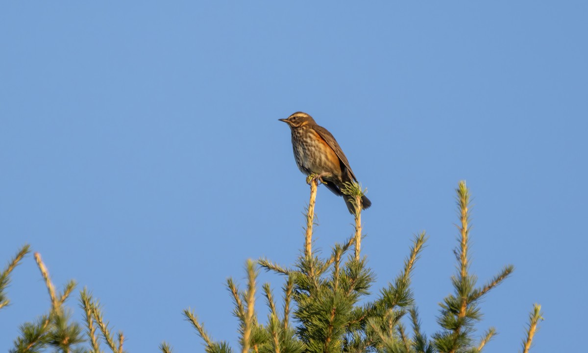 Redwing (Icelandic) - Paul Fenwick