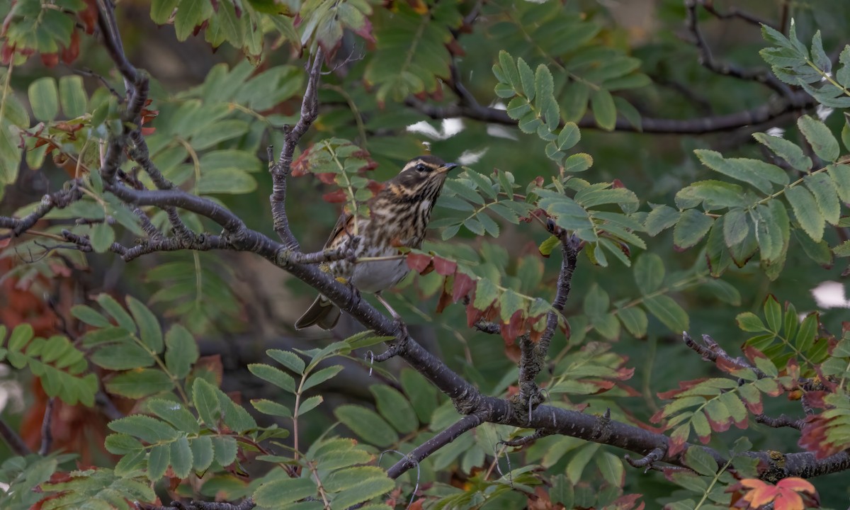 Redwing (Icelandic) - ML609078307