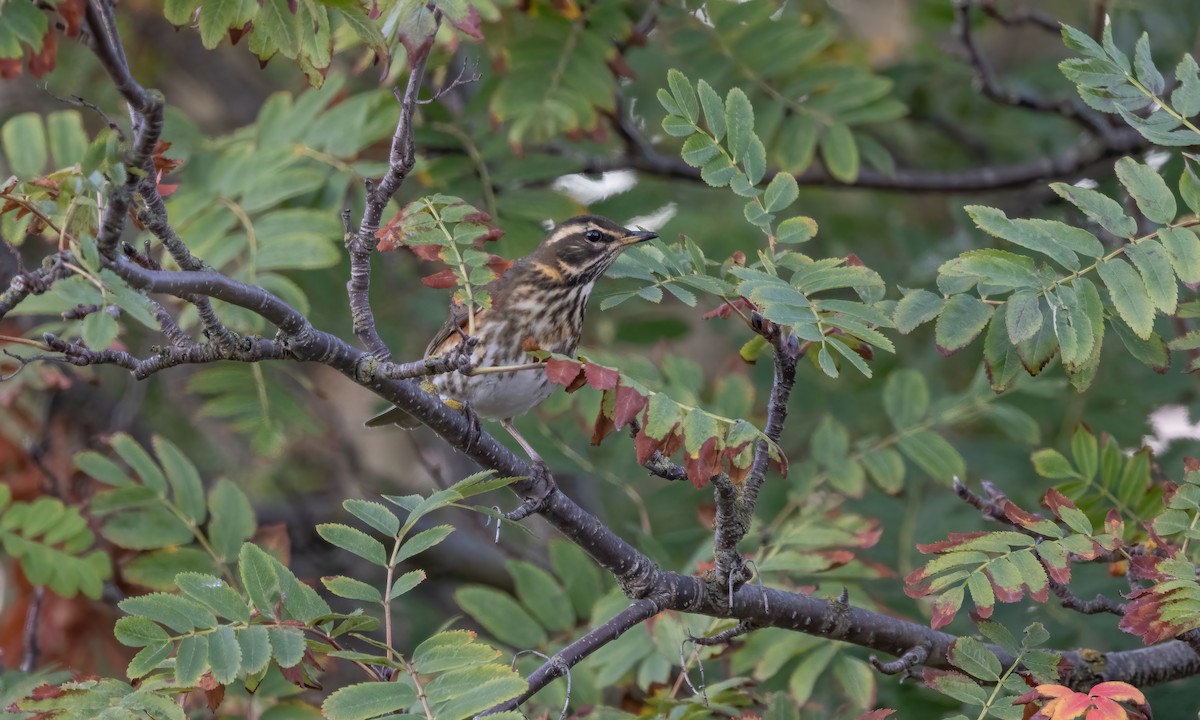 Redwing (Icelandic) - ML609078308