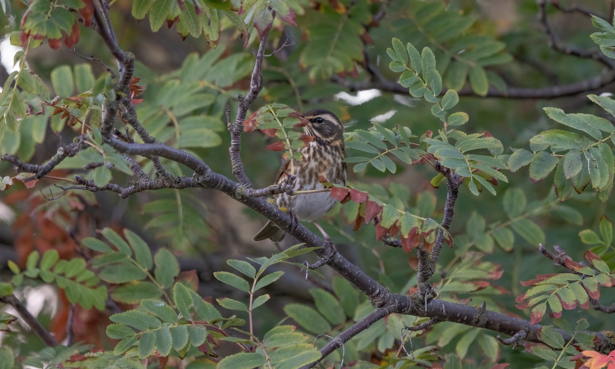 Redwing (Icelandic) - ML609078309