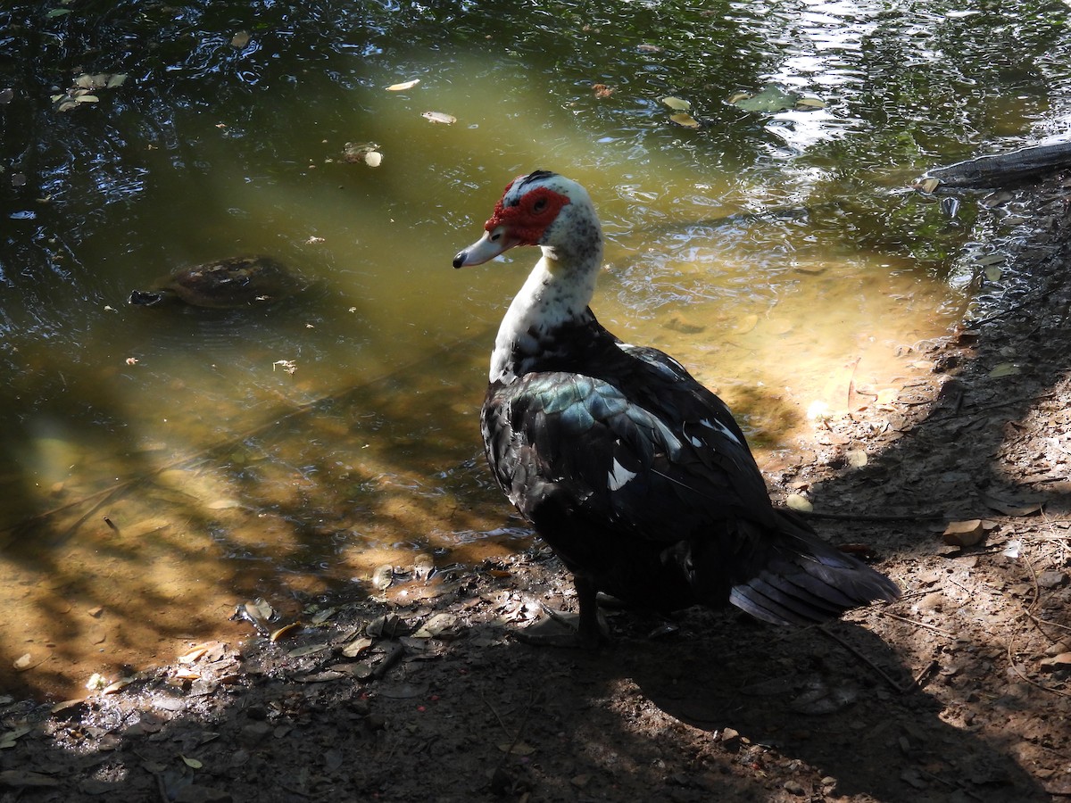 Muscovy Duck (Domestic type) - ML609078361