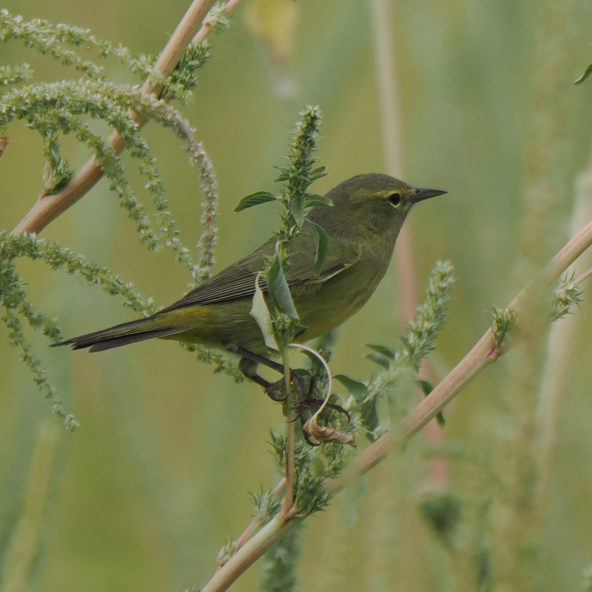 Orange-crowned Warbler - ML609078391