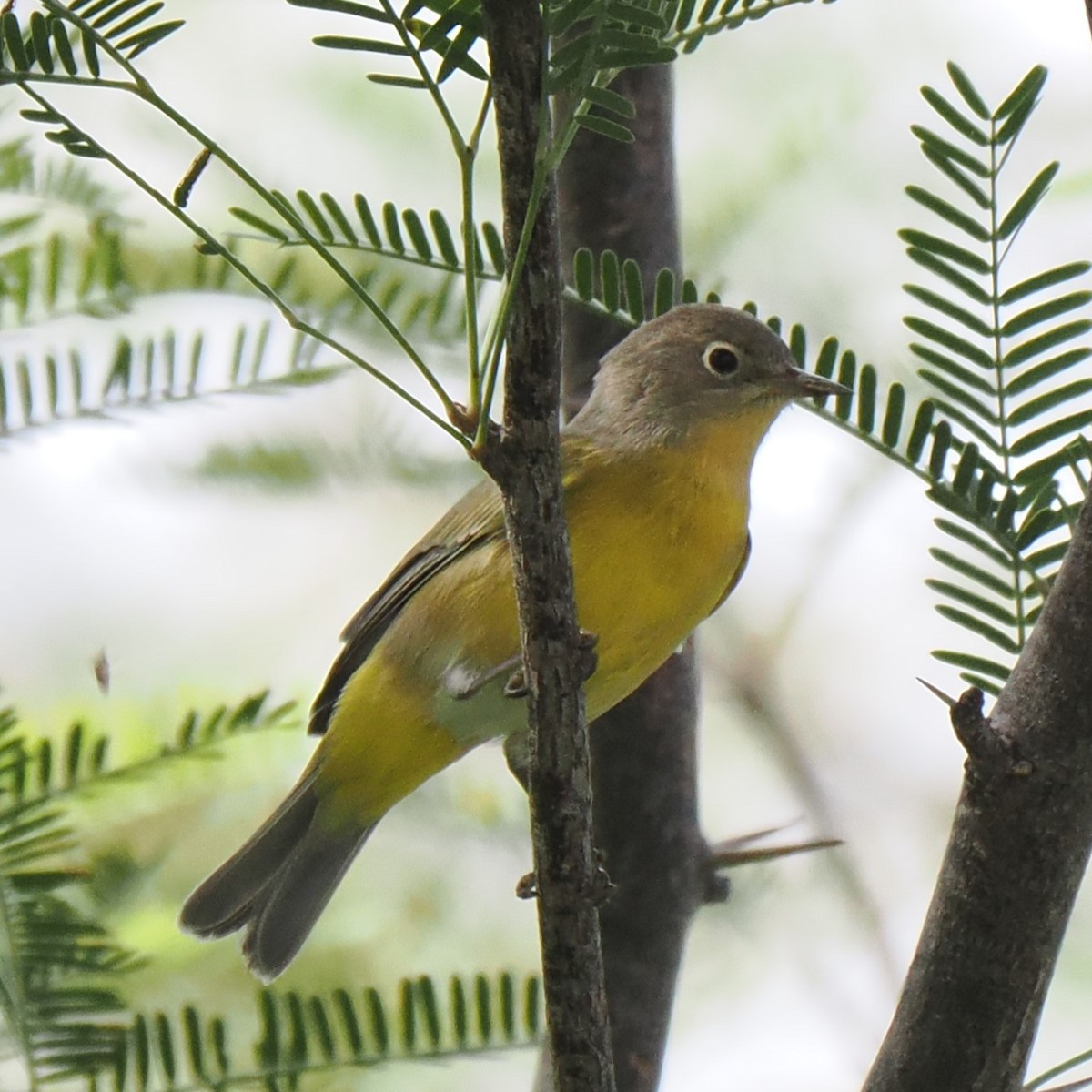 Nashville Warbler - ML609078399