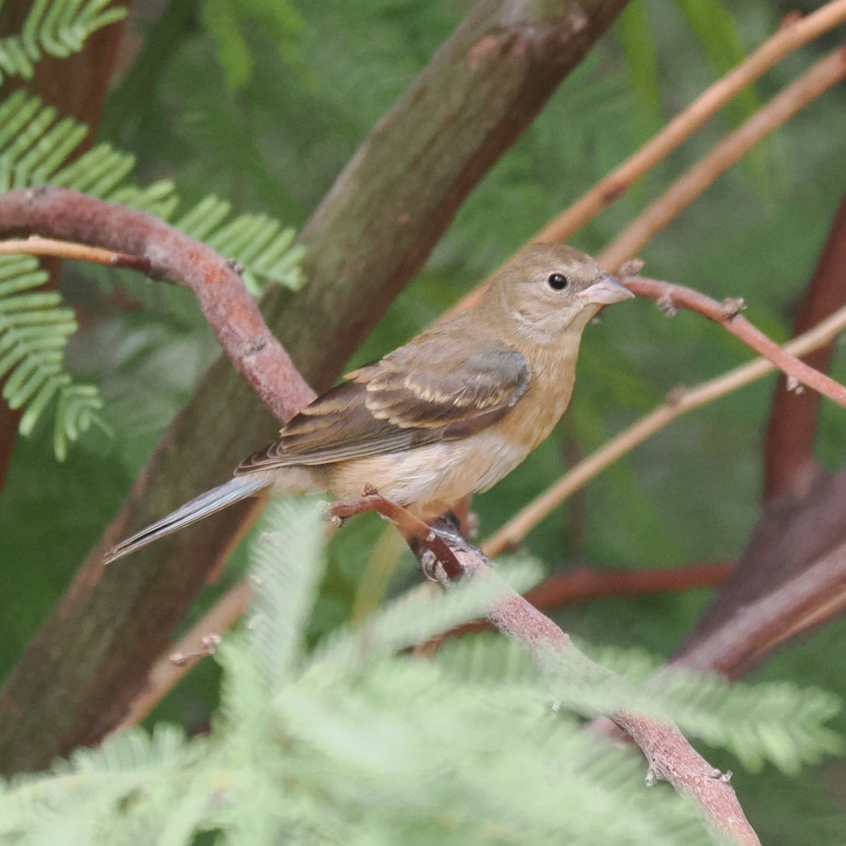 Lazuli Bunting - ML609078428