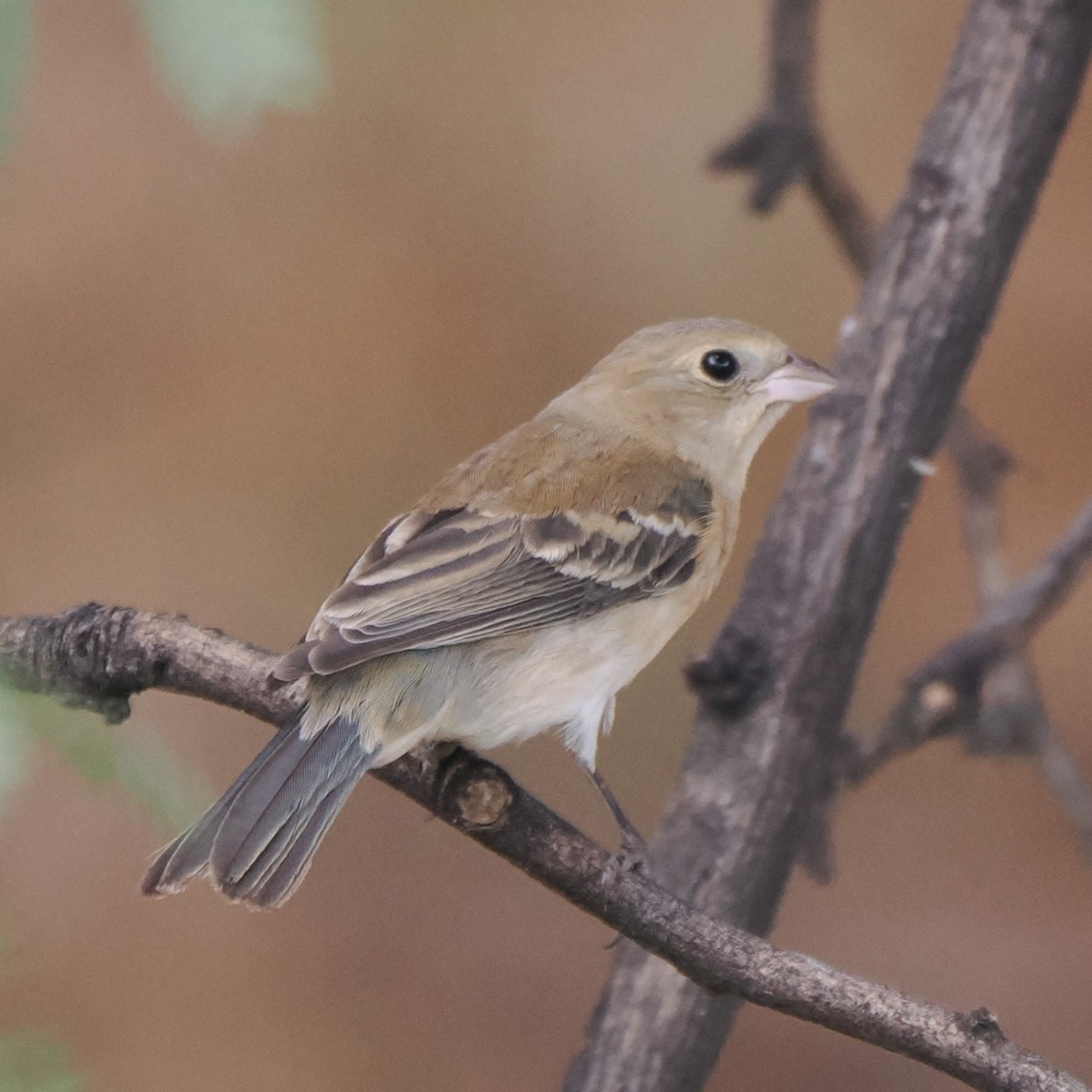 Lazuli Bunting - ML609078429