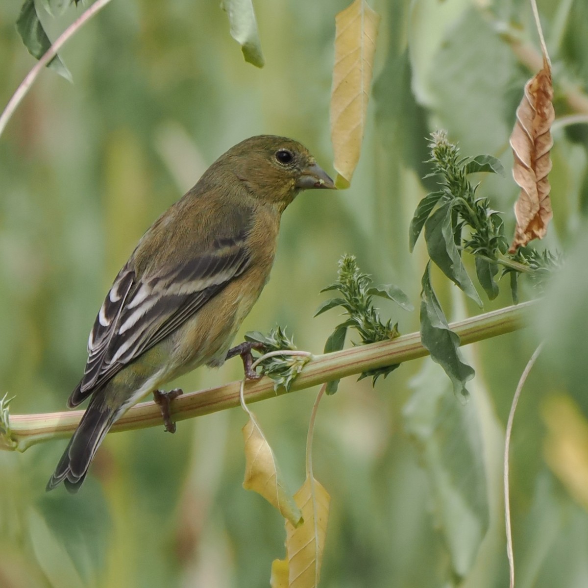 Lesser Goldfinch - ML609078442