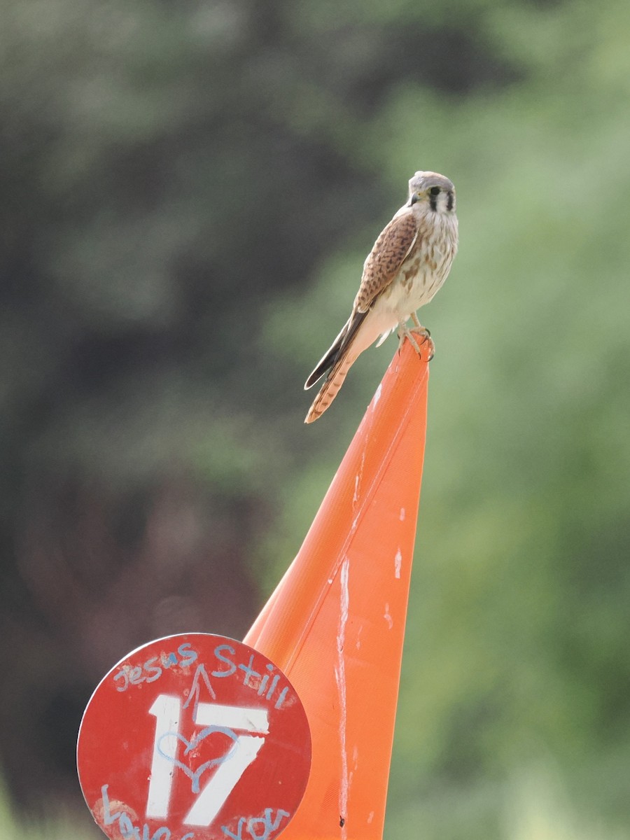 American Kestrel - Rob Torres