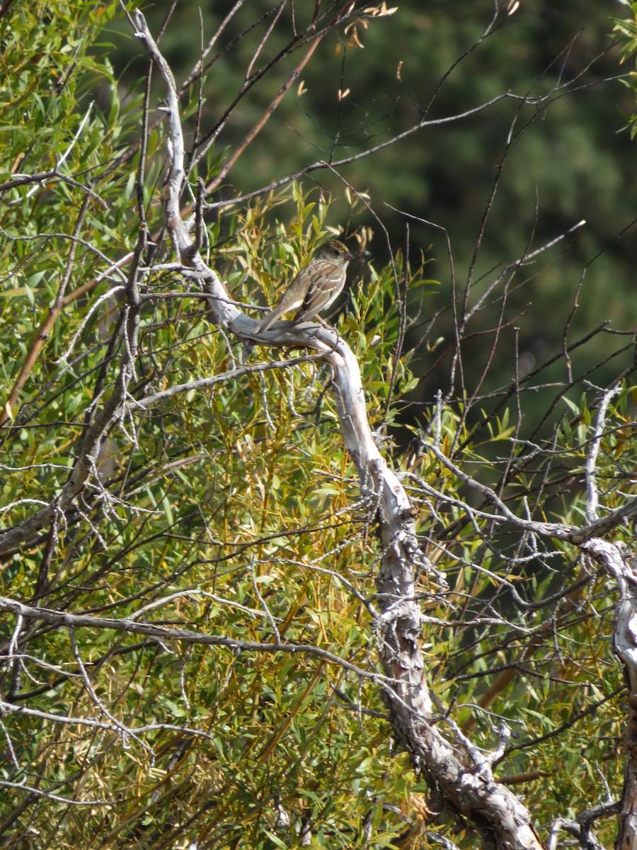 Bruant à couronne dorée - ML609078494