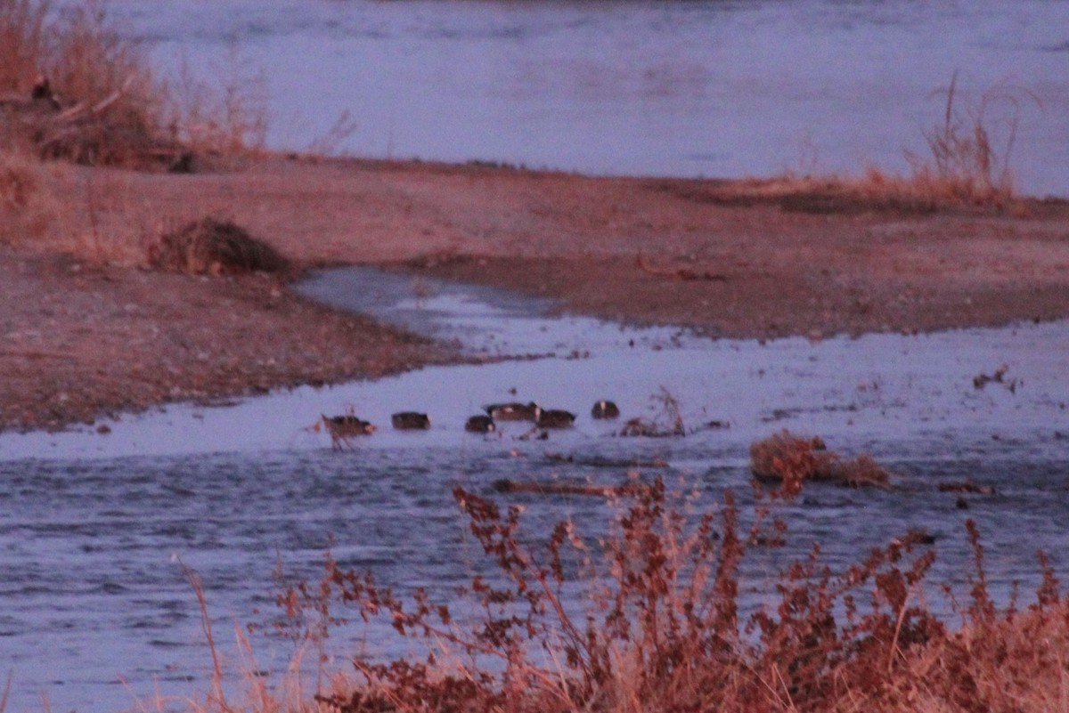 American Wigeon - ML609078605