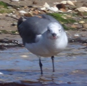 Laughing Gull - ML609078621